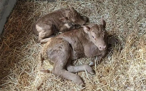 國內(nèi)首例體細胞克隆延邊牛誕生！低溫技術(shù)助力瀕危種質(zhì)資源保護